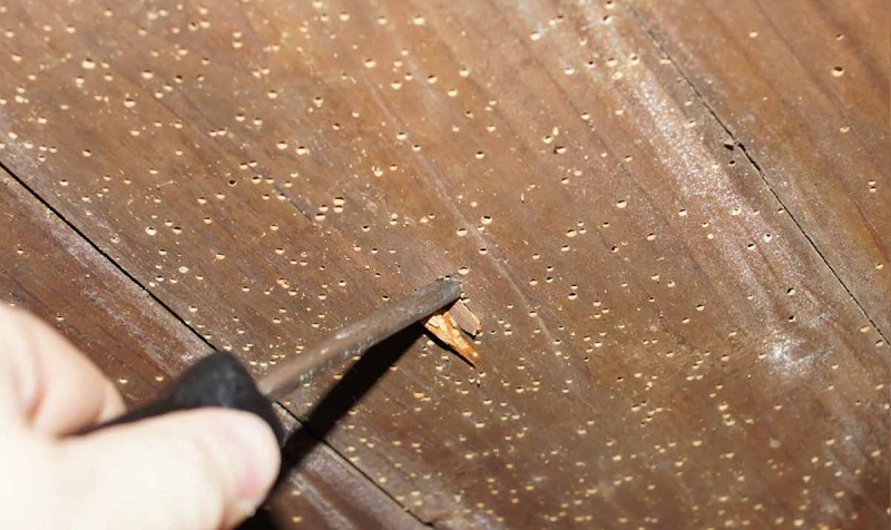 nguyen-nhan-go-bi-moi-mot-va-cach-khac-phuc